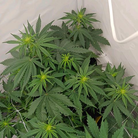 Do-Si-Dos Automatic growlog timeline photo