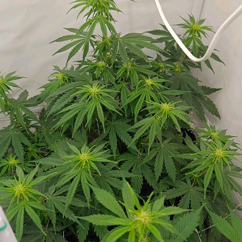 Do-Si-Dos Automatic growlog timeline photo