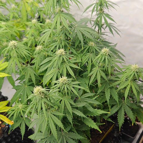 Do-Si-Dos Automatic growlog timeline photo