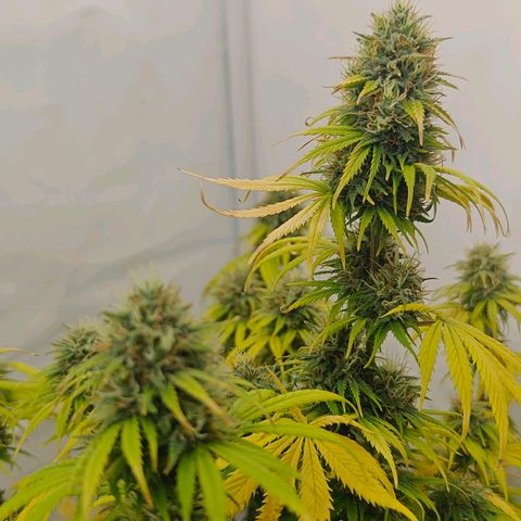 Do-Si-Dos Automatic growlog timeline photo