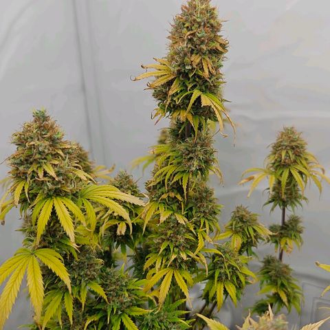 Do-Si-Dos Automatic growlog timeline photo