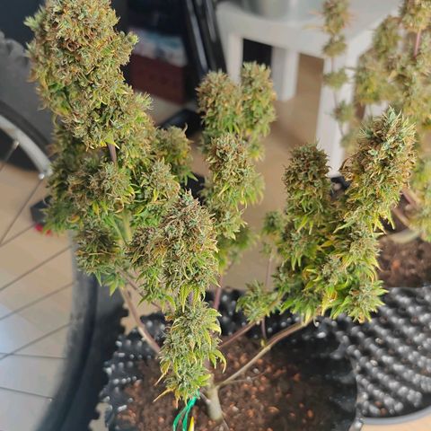 Do-Si-Dos Automatic growlog timeline photo