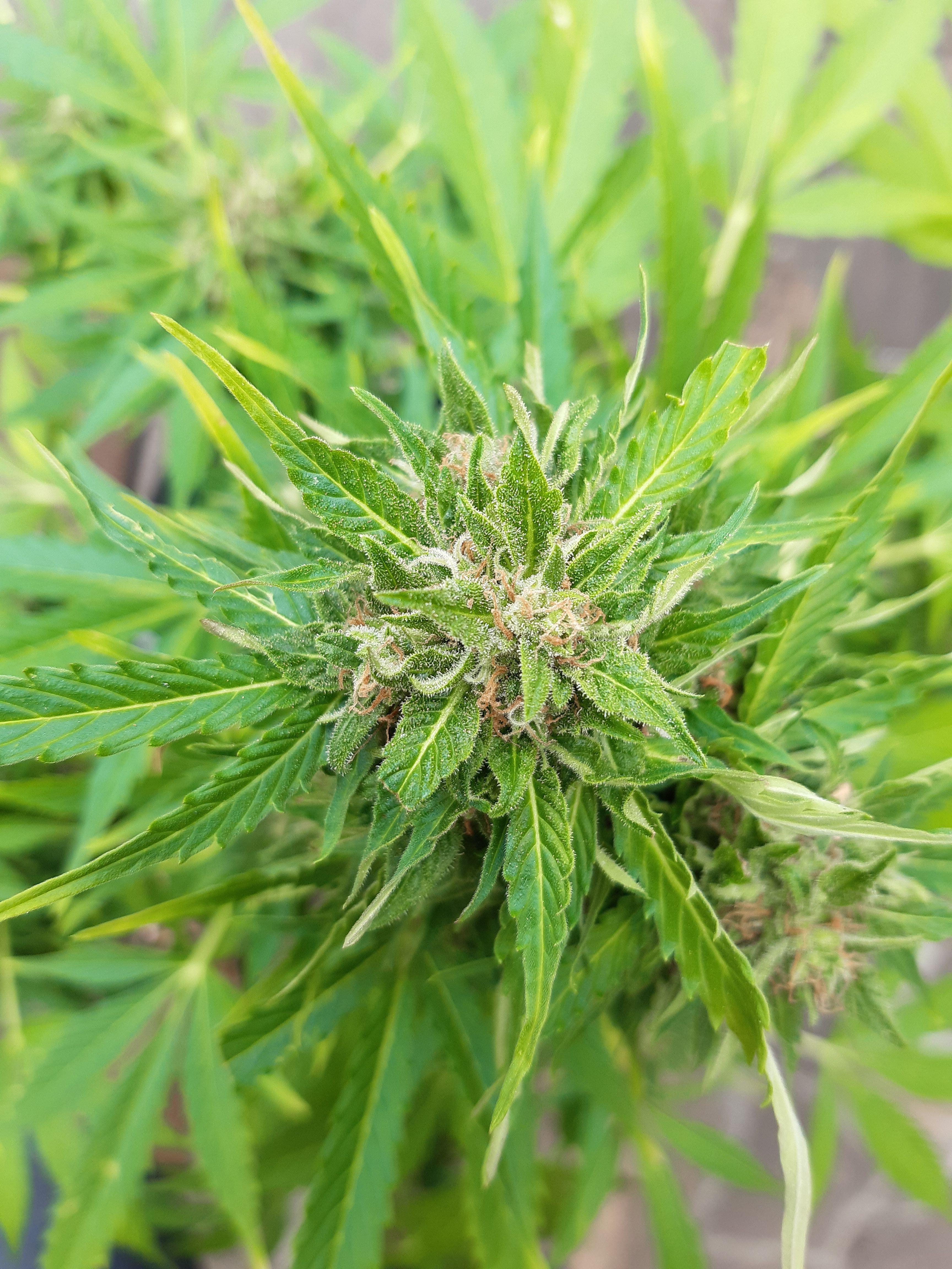 Gorilla Auto growlog header