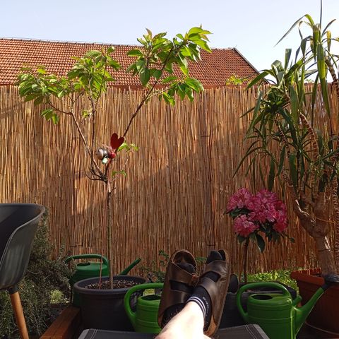 Gorilla Auto growlog photo: Nach der Pflanzenkultivierung, haben auch wir Grower ein wenig Photosynthese verdient.