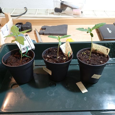 Gorilla Auto growlog timeline photo