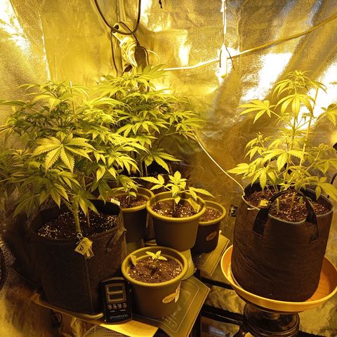 Gorilla Auto growlog timeline photo