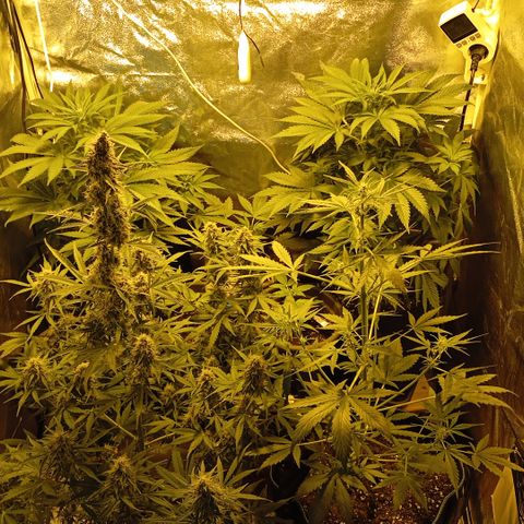 Gorilla Auto growlog timeline photo