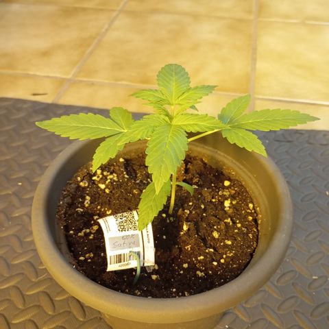 Gorilla Auto growlog timeline photo