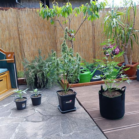 Gorilla Auto growlog timeline photo