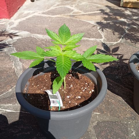 Gorilla Auto growlog timeline photo