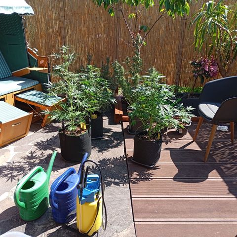 Gorilla Auto growlog photo: Zeit zum gießen!