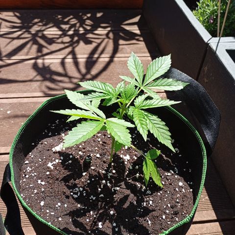 Gorilla Auto growlog timeline photo