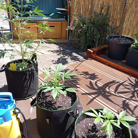 Gorilla Auto growlog timeline photo