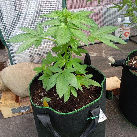 Gorilla Auto growlog timeline photo