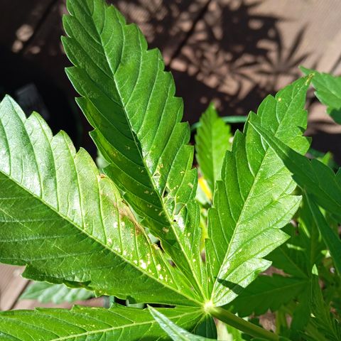 Gorilla Auto growlog timeline photo