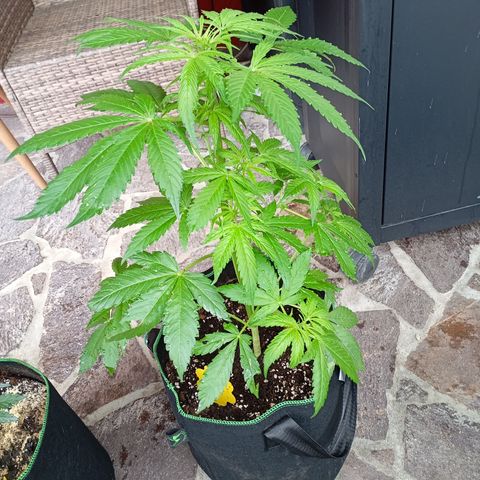 Gorilla Auto growlog timeline photo