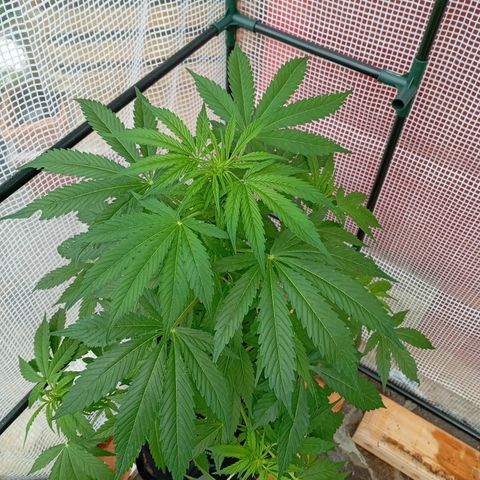 Gorilla Auto growlog timeline photo