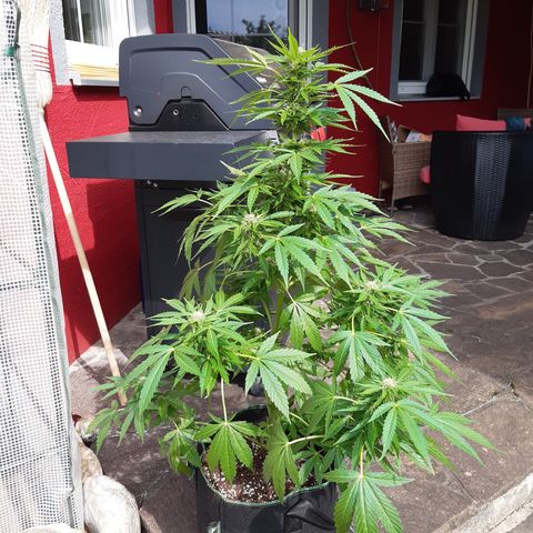 Gorilla Auto growlog timeline photo