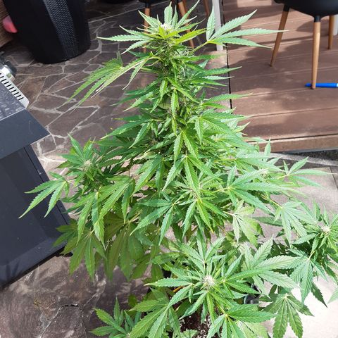 Gorilla Auto growlog timeline photo