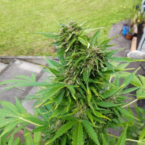 Gorilla Auto growlog timeline photo