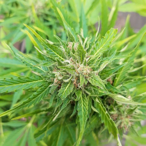 Gorilla Auto growlog timeline photo