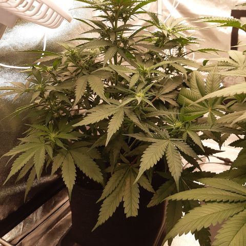 Northern Light growlog timeline photo