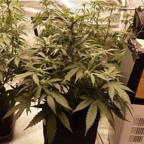 Northern Light growlog timeline photo
