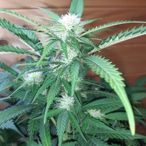 Northern Light growlog timeline photo
