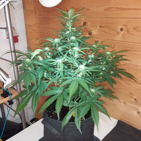 Northern Light growlog timeline photo