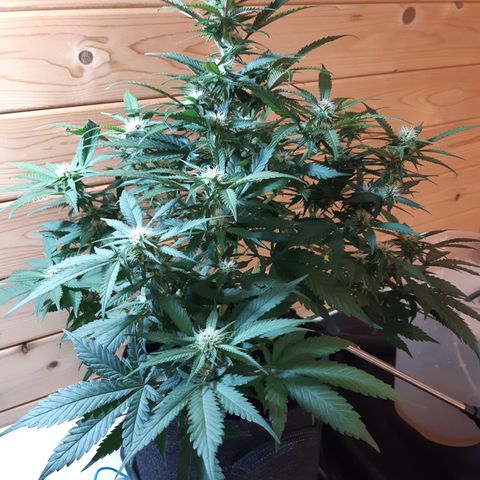 Northern Light growlog timeline photo