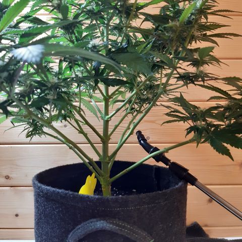 Northern Light growlog timeline photo