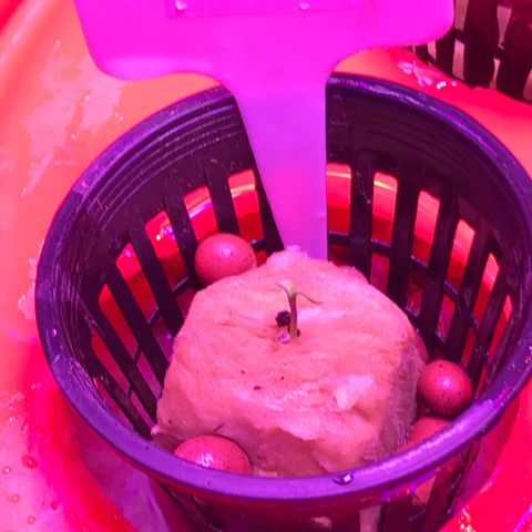 G13 fem mother Indica growlog timeline photo