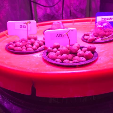 G13 fem mother Indica growlog timeline photo