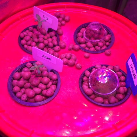 G13 fem mother Indica growlog timeline photo
