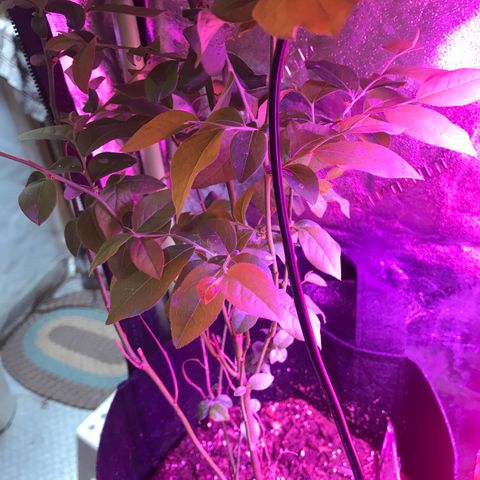 G13 fem mother Indica growlog timeline photo