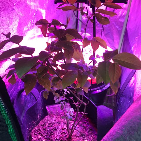 G13 fem mother Indica growlog timeline photo