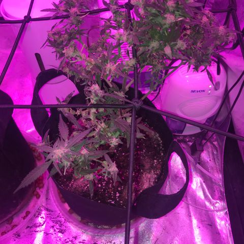 G13 fem mother Indica growlog timeline photo