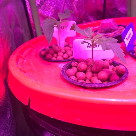 G13 fem mother Indica growlog timeline photo