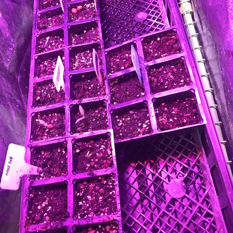 G13 fem mother Indica growlog timeline photo