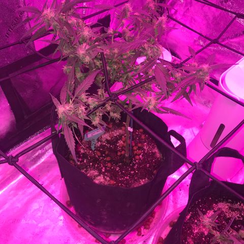 G13 fem mother Indica growlog timeline photo