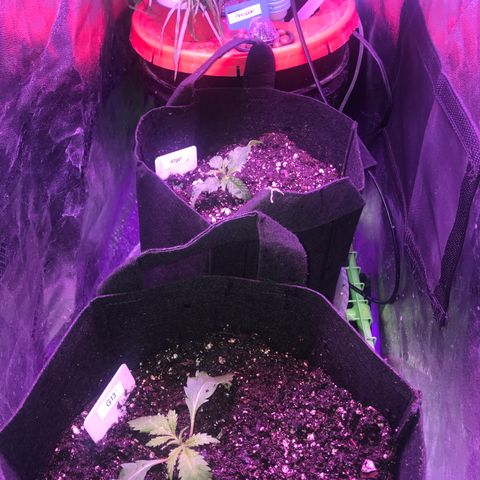 G13 fem mother Indica growlog timeline photo