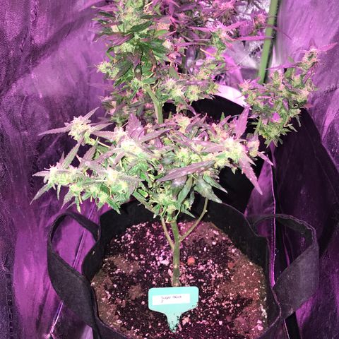 G13 fem mother Indica growlog timeline photo