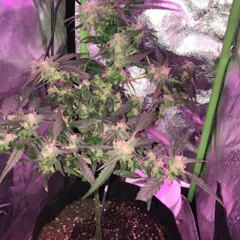 G13 fem mother Indica growlog timeline photo