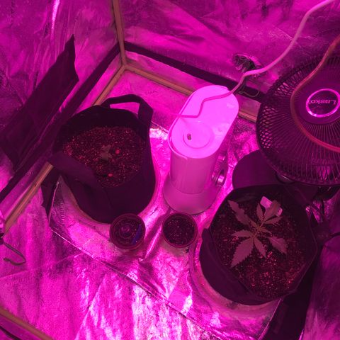 G13 fem mother Indica growlog timeline photo