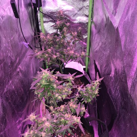 G13 fem mother Indica growlog timeline photo