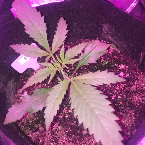 G13 fem mother Indica growlog timeline photo