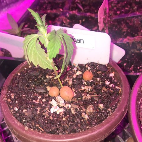 Afghan fem growlog timeline photo