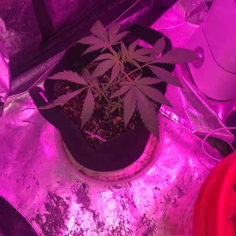 G13 fem mother Indica growlog timeline photo