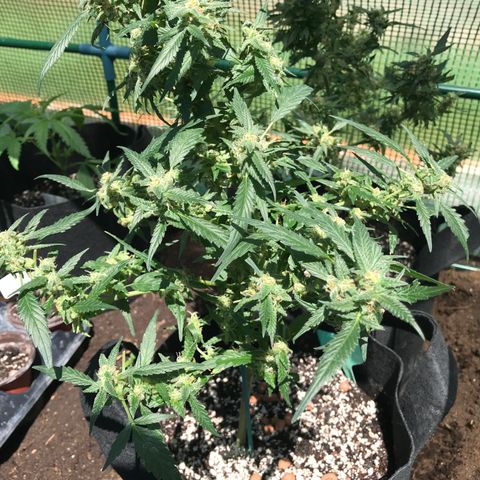 G13 fem mother Indica growlog timeline photo