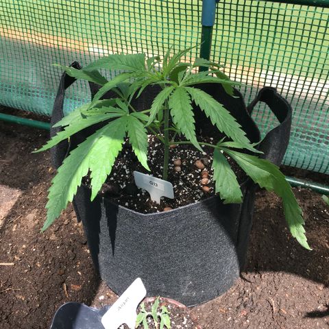 G13 fem mother Indica growlog timeline photo